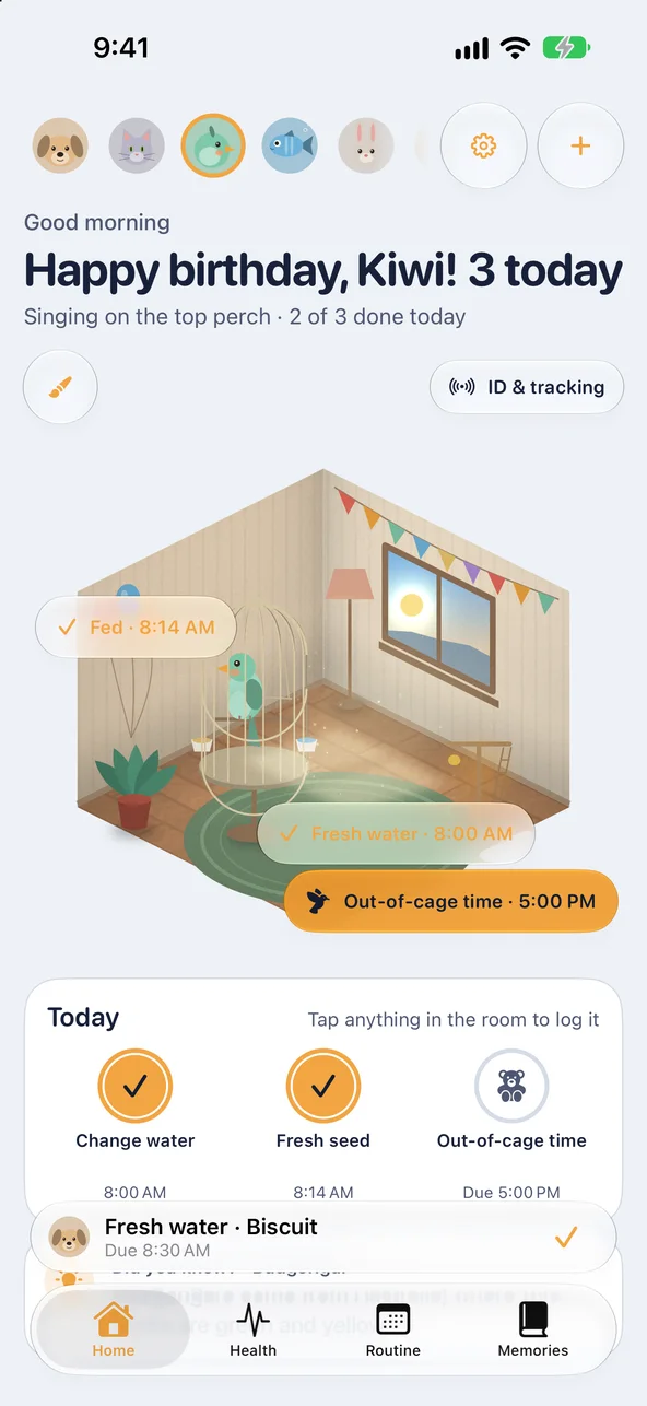 Happy birthday, Kiwi! 3 today: the budgie's room with bunting for the day