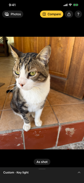 The same cat photo as it was taken, in flat daylight, shown by holding Compare
