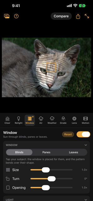 Window on a cat lying in grass: stripes of sun through blinds curving over its head and face